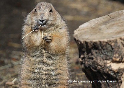 The Black-tailed Prairie Dogs